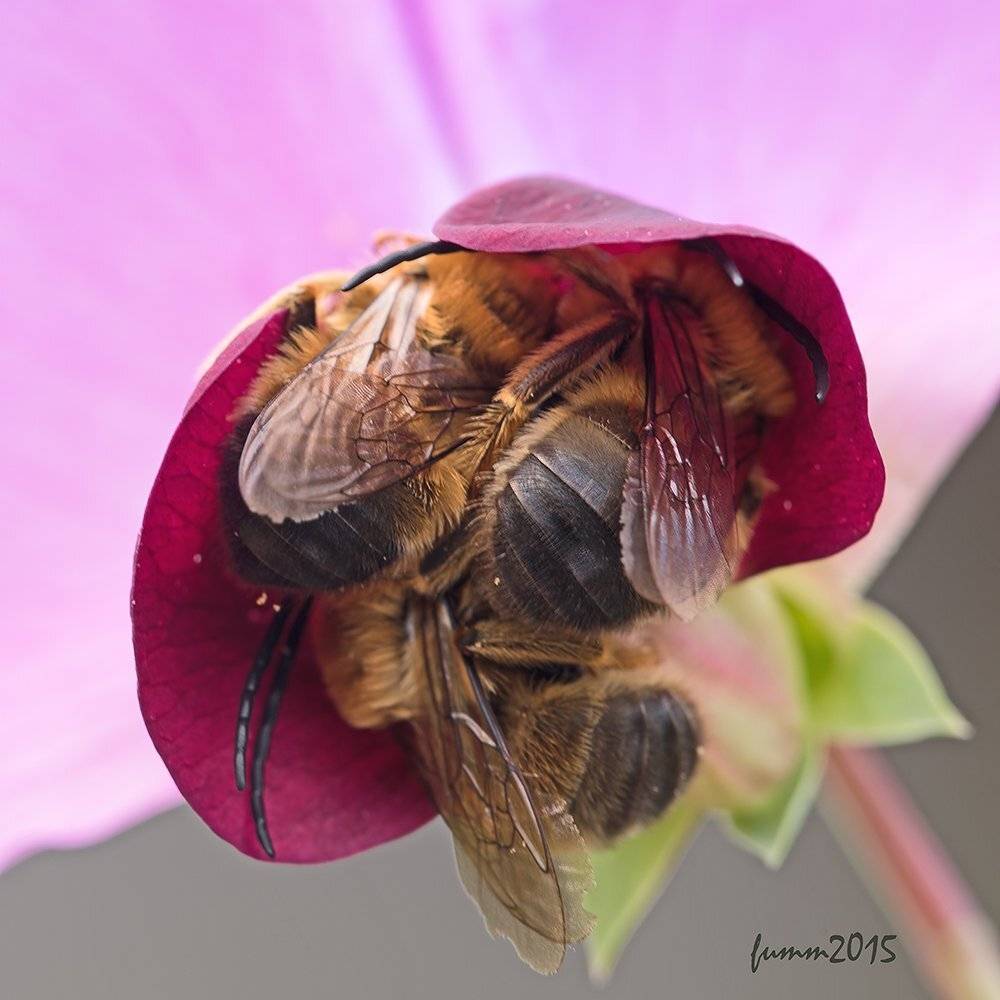 , Игорь ФУММ