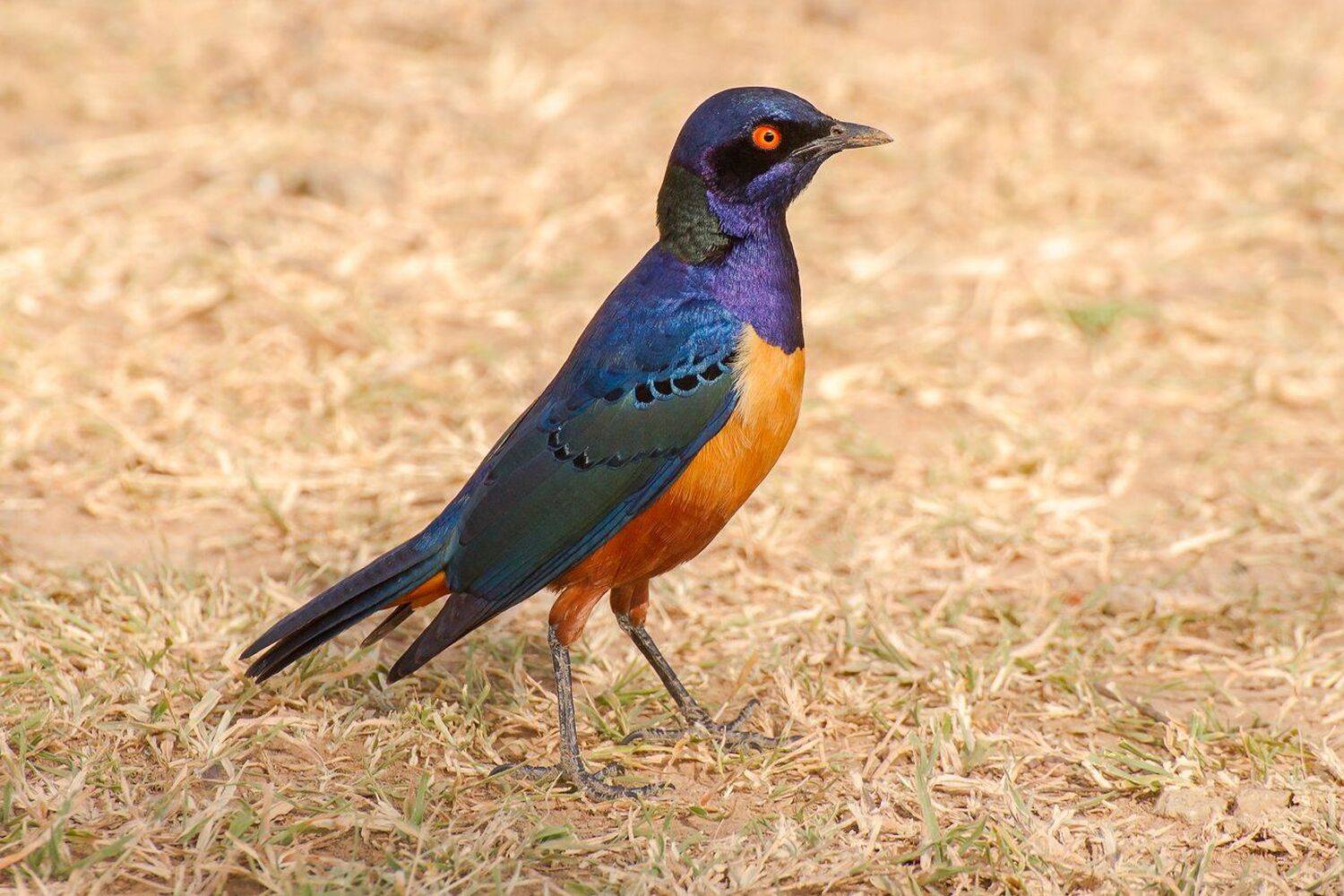 птицы, скворец, Михаил Туркеев