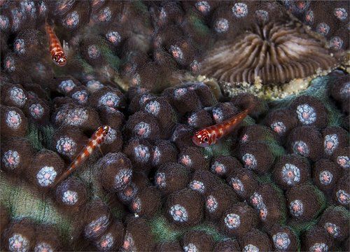 подводное монпасье