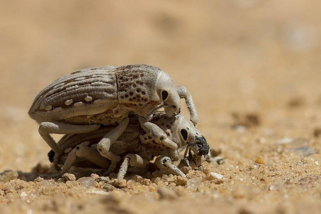, Валерия Зверева