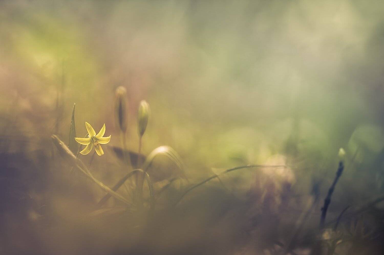 , Gabriel Prescornita