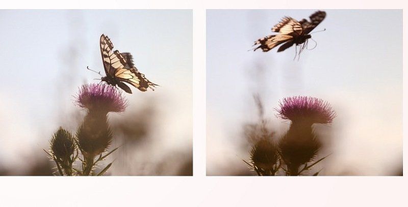 *** фото превью