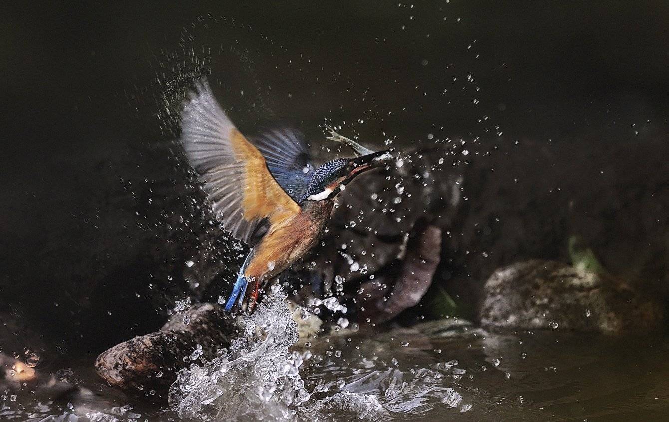 Accurate, KIM SUK EUN