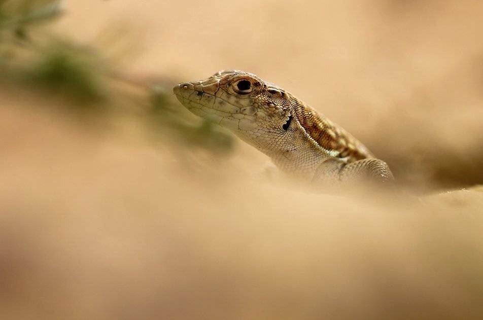 , Иваненко Светлана