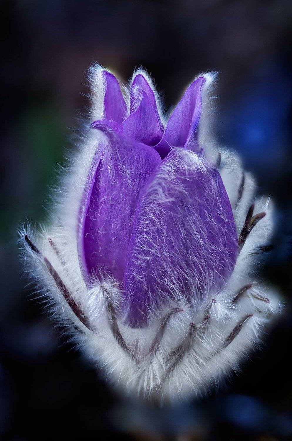 , Деян Косев