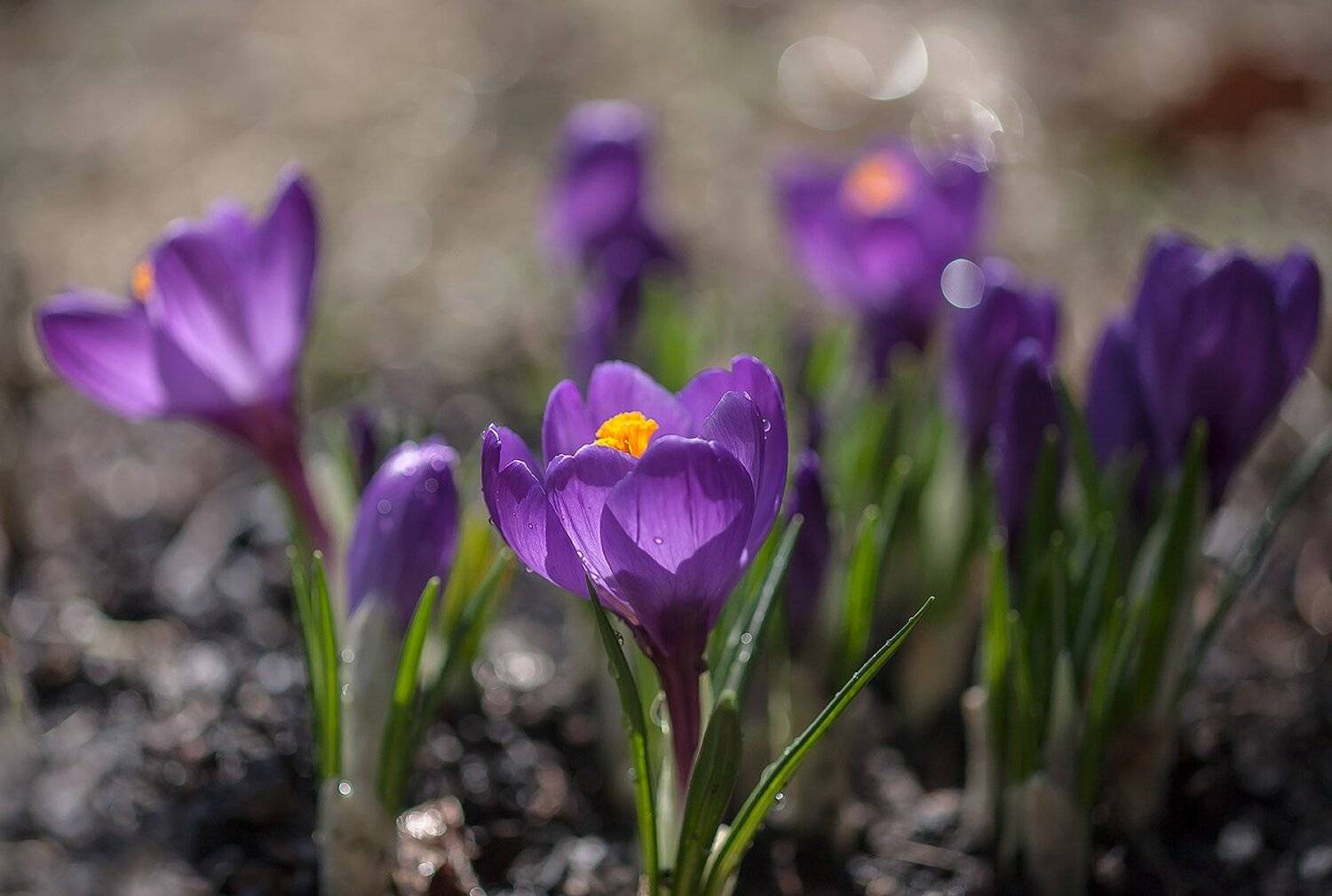 Весна, Природа, Флора, Цветы, Антонина