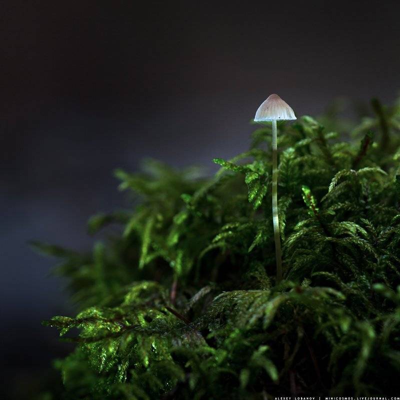 , Алексей Лобанов