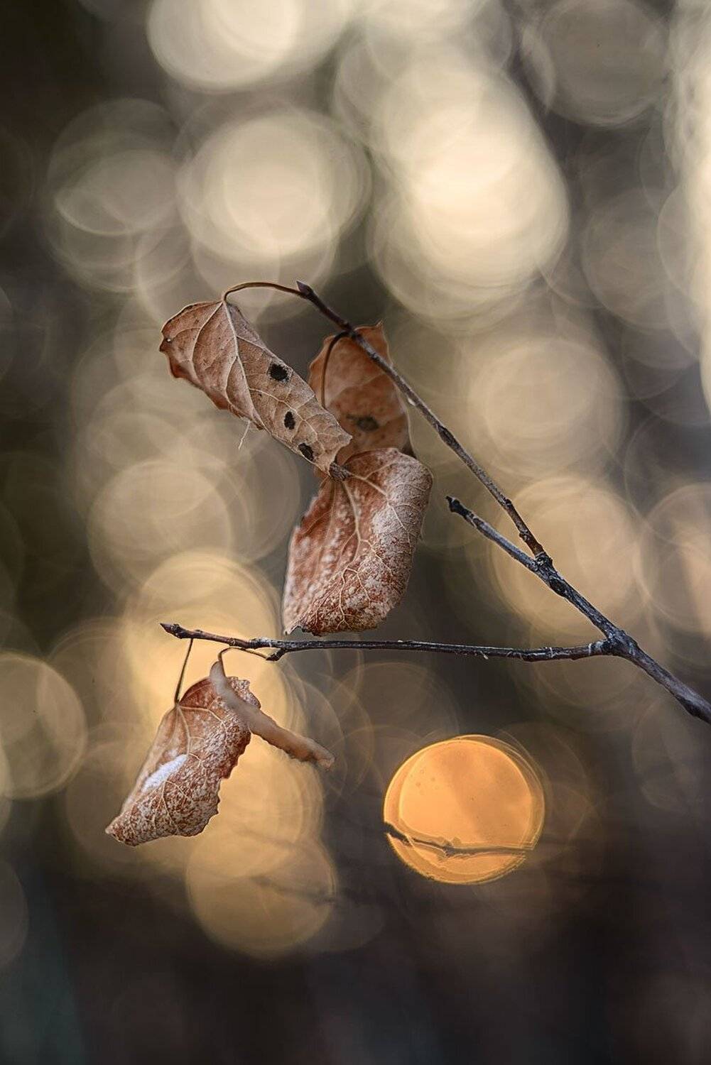 , Сергей Брагин