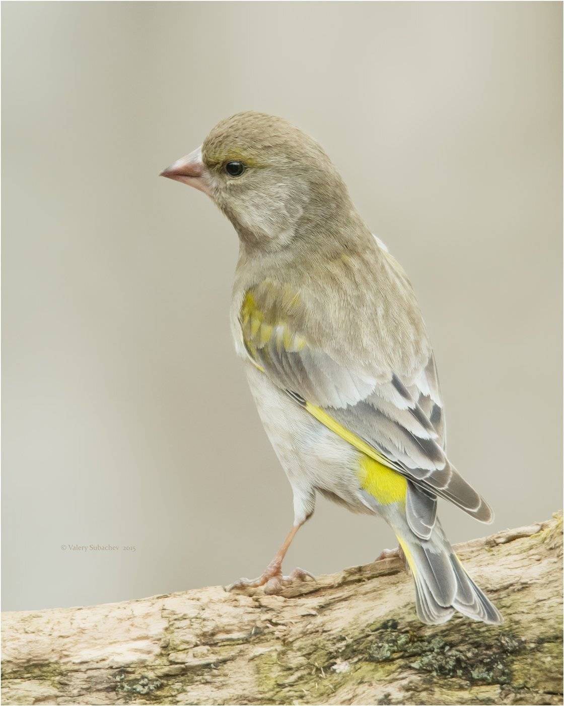 , Валерий Субачев