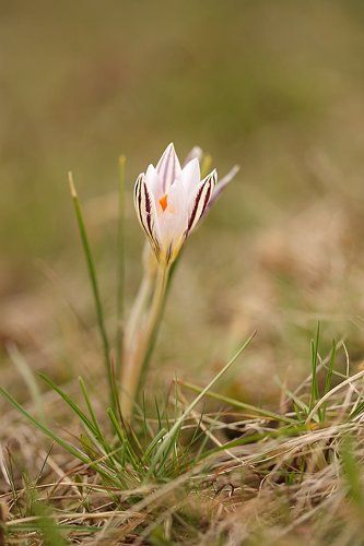 Crocus reticulatus