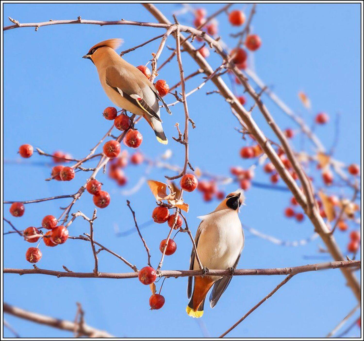 Весна, Птицы, Свиристель, Михаил Туркеев