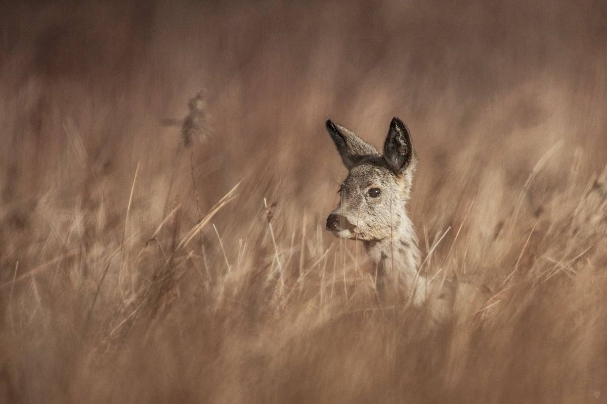 Buck, Deer, Roe-deer, Wojciech Grzanka