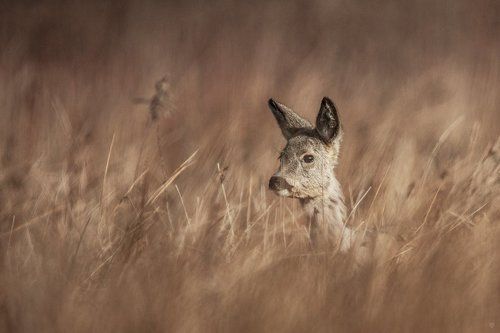 Fawn