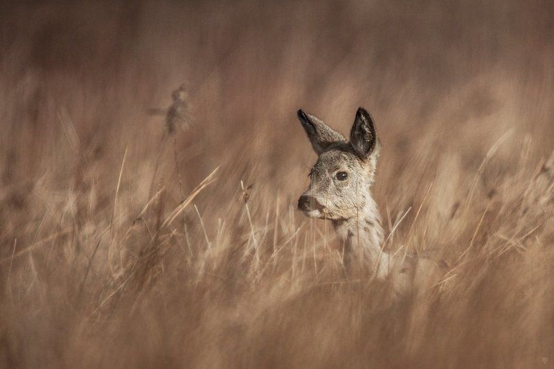 Fawn фото превью
