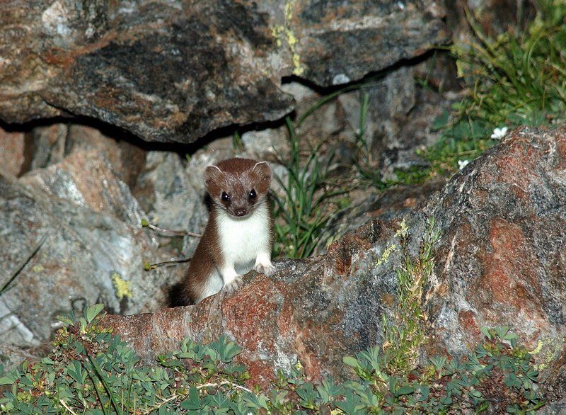 горностай фото превью