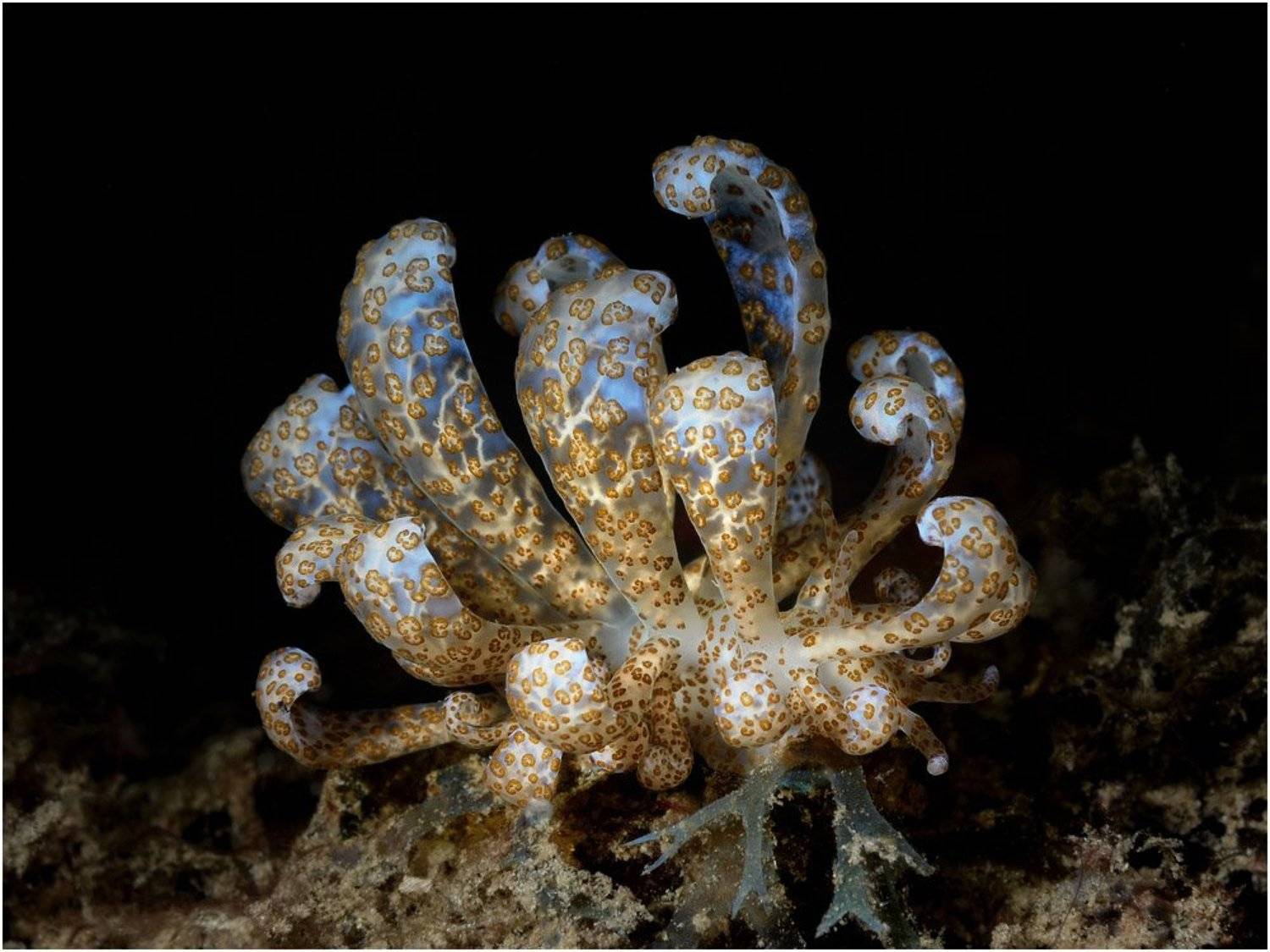 макро, дайвинг, амбон, индонезия, голожаберник, Unlis