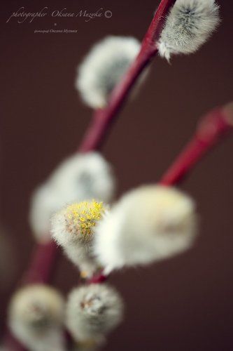Вербное воскресенье