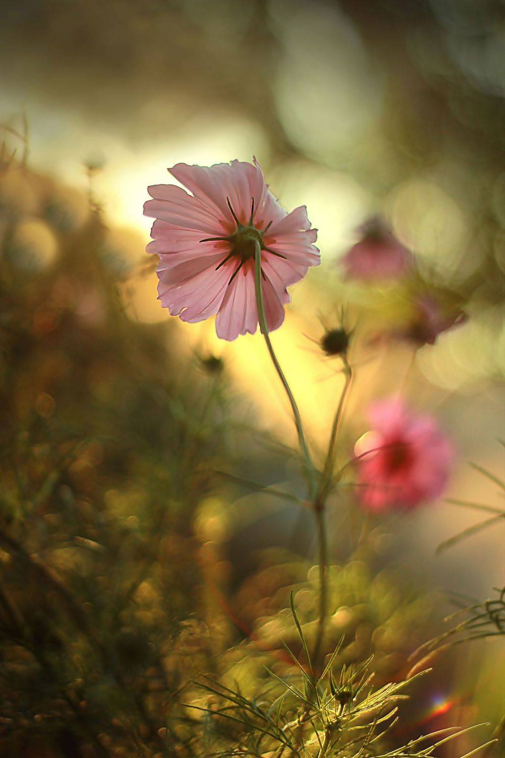 , Лайко Марина