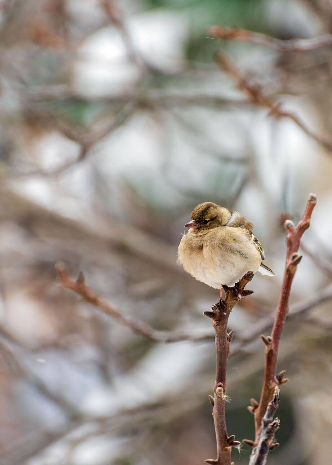 зяблик, Алексей Рыльский