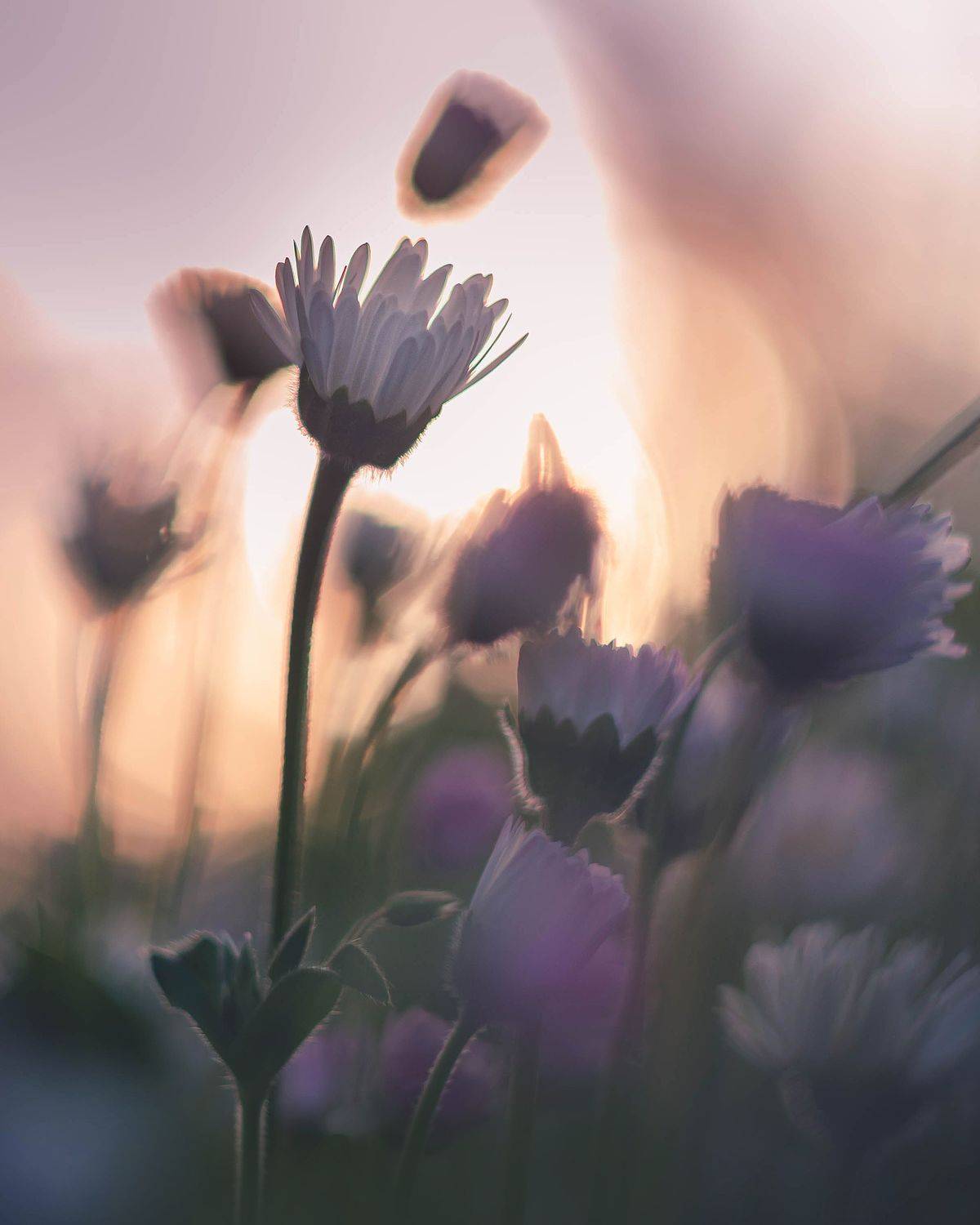 , Вайсберг Александр