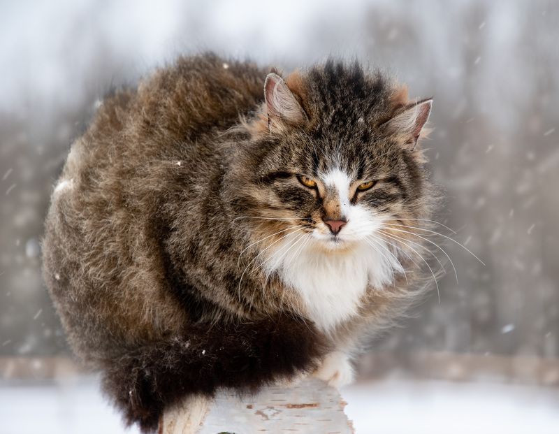 кот кошка брутал зима снег природа животные cat brutal nature animals animal winter snow Брутал фото превью