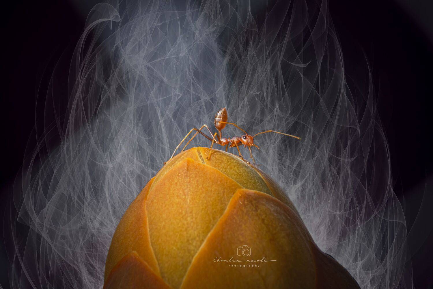Oecophylla smaragdina, macro, small, animal, orange, garden, focus,beauty, nature, natural, flower, NeCoTi ChonTin