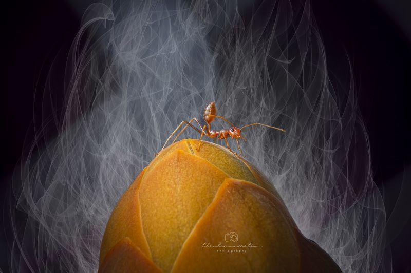 Oecophylla smaragdina, macro, small, animal, orange, garden, focus,beauty, nature, natural, flower Oecophylla smaragdina фото превью