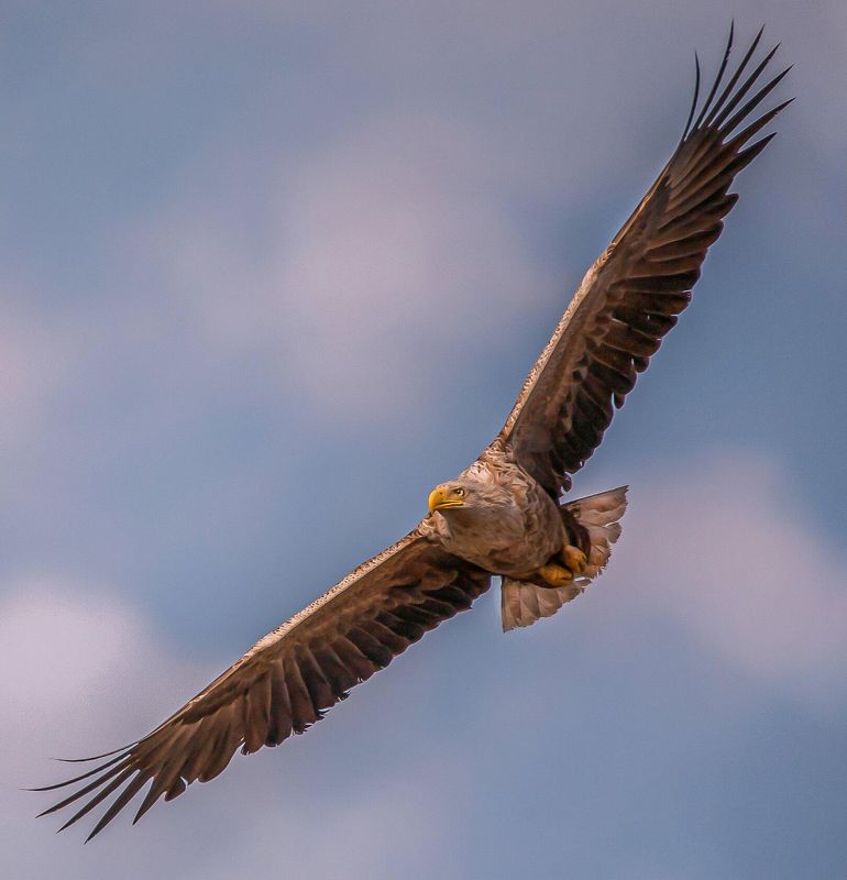орлан-белохвост (haliaeetus albicilla) — крупный орел из отряда соколообразных (falconiformes) ОРЛАН-БЕЛОХВОСТ фото превью