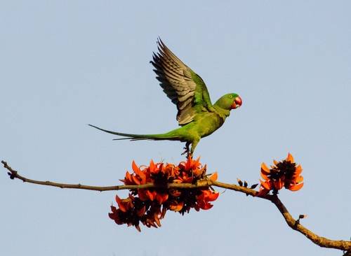 Alexandrine parakeet