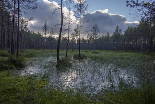Лесное болотце