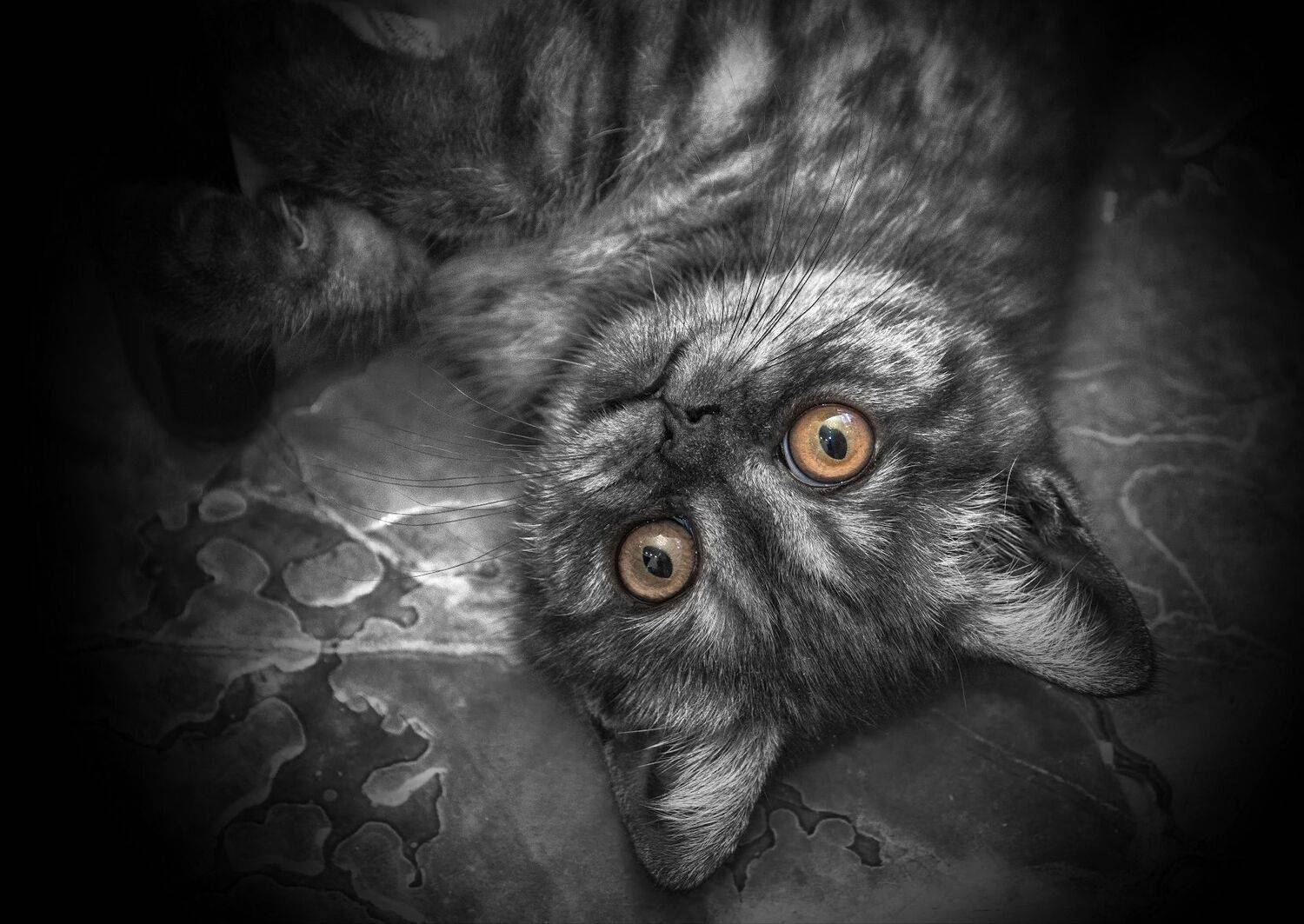 кот, Сергей Аникин