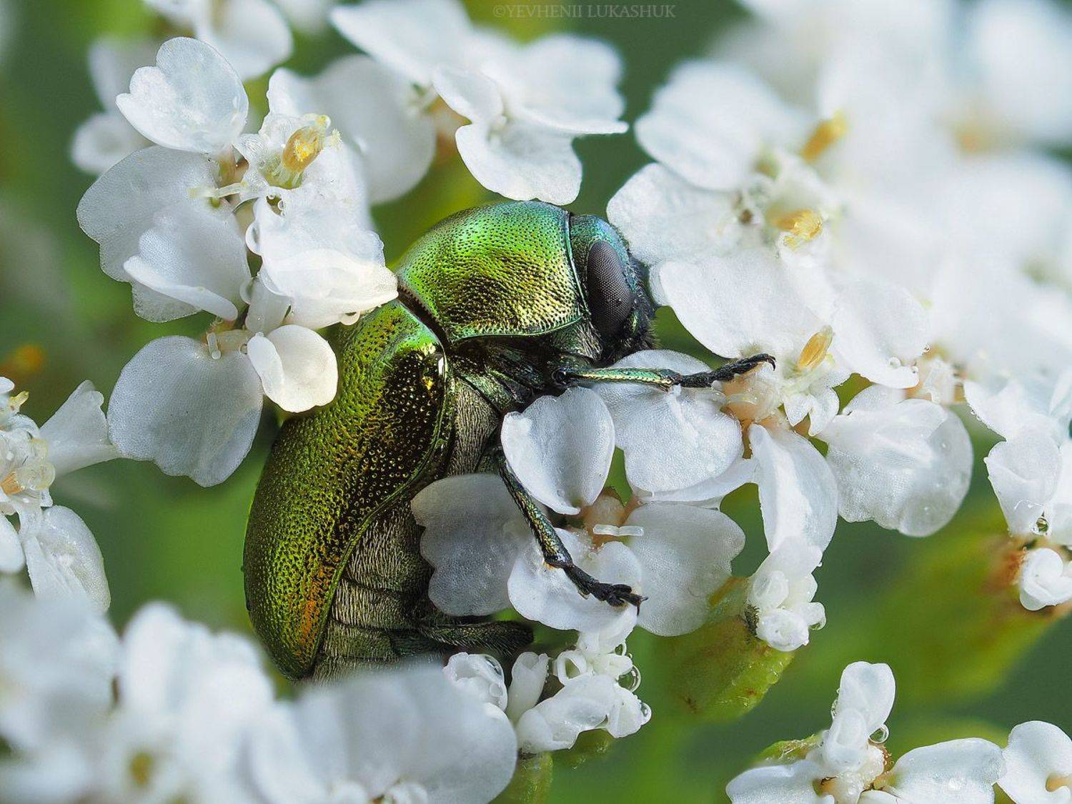 , Лукашук Евгений