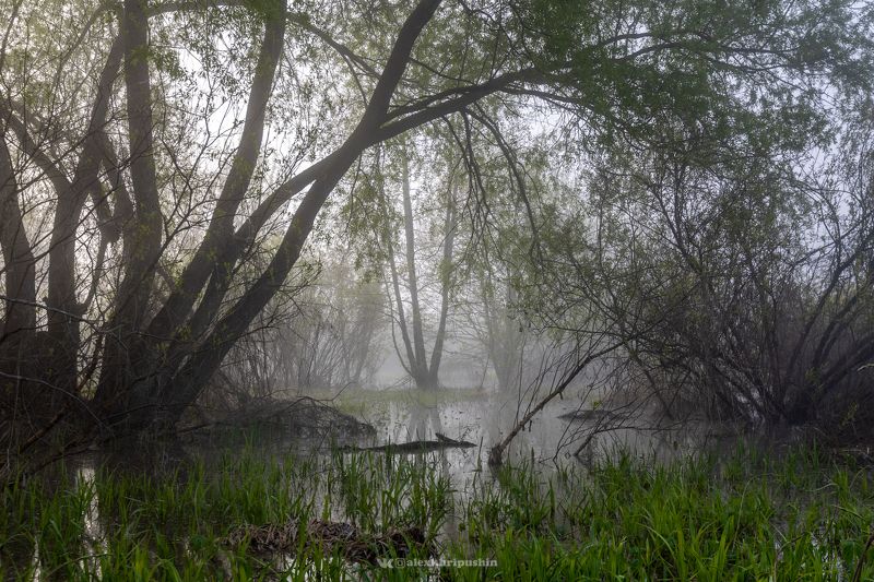 Туман фото превью