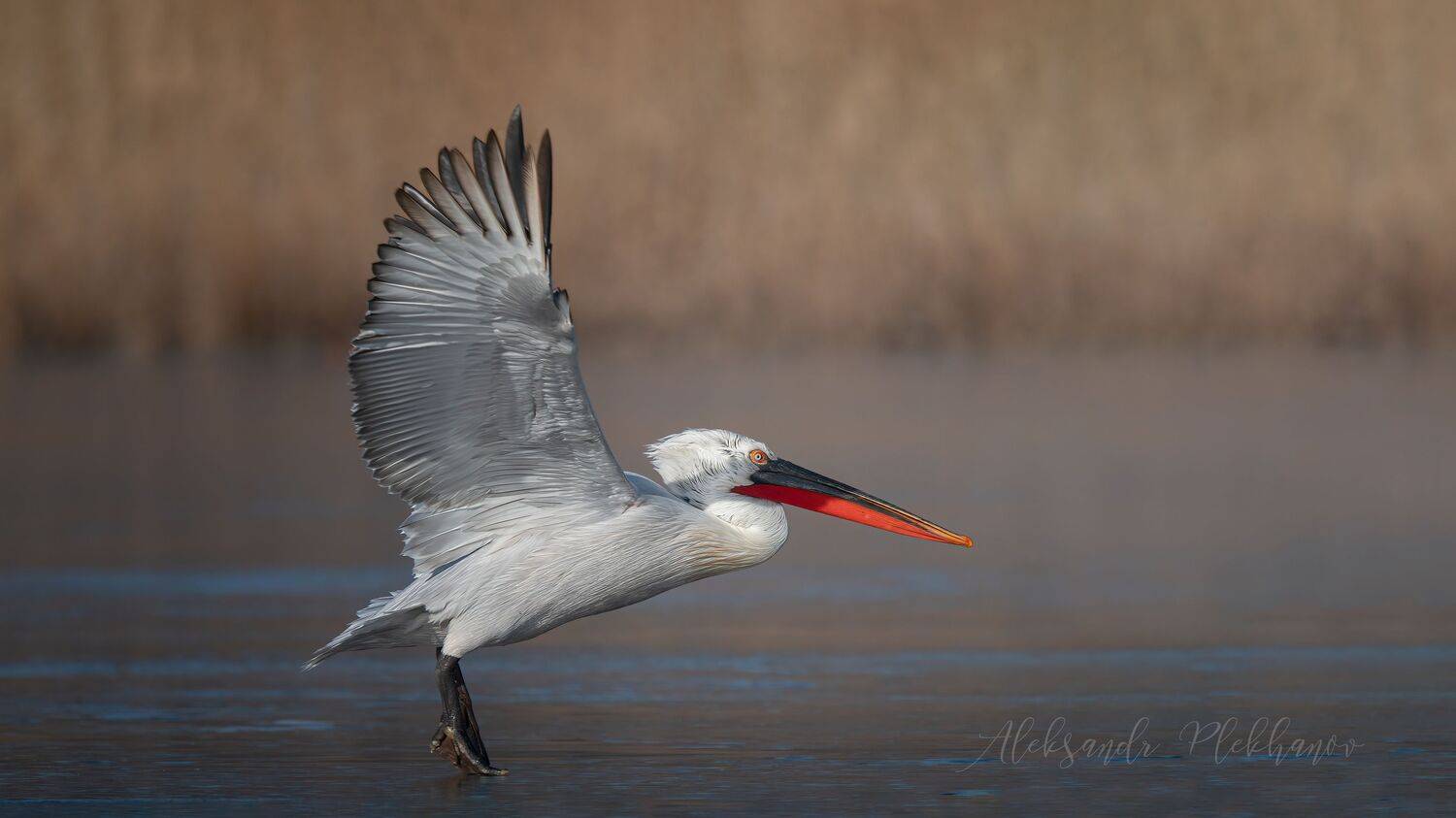 точка , отрыва , красная , книга , россии, Александр Плеханов