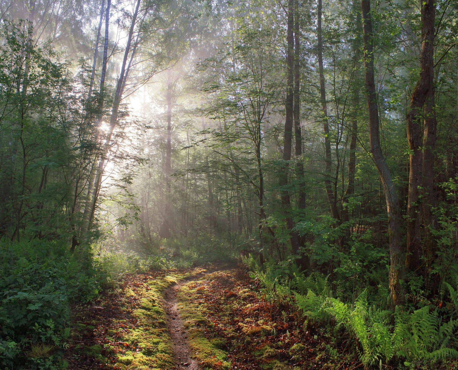 лес , туман , солнце , утро, Александр Свистков
