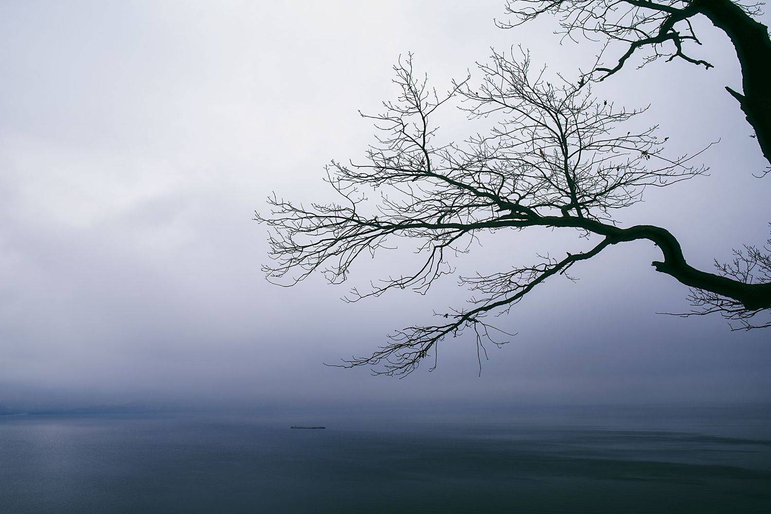 , Дзюба Нелли