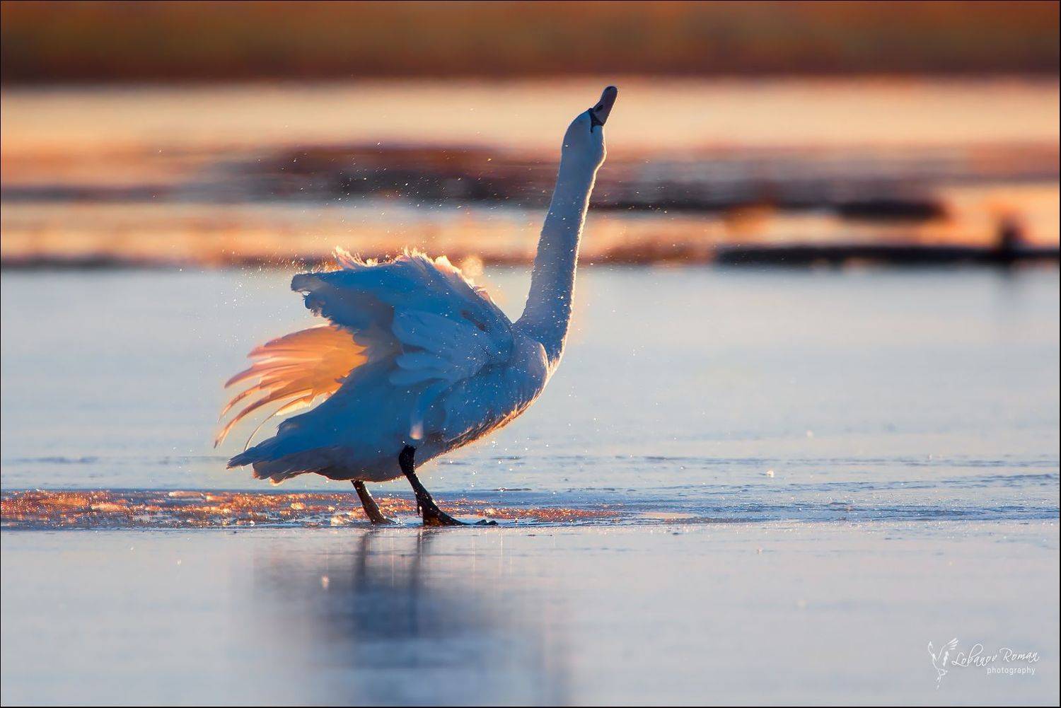 , Роман Лобанов