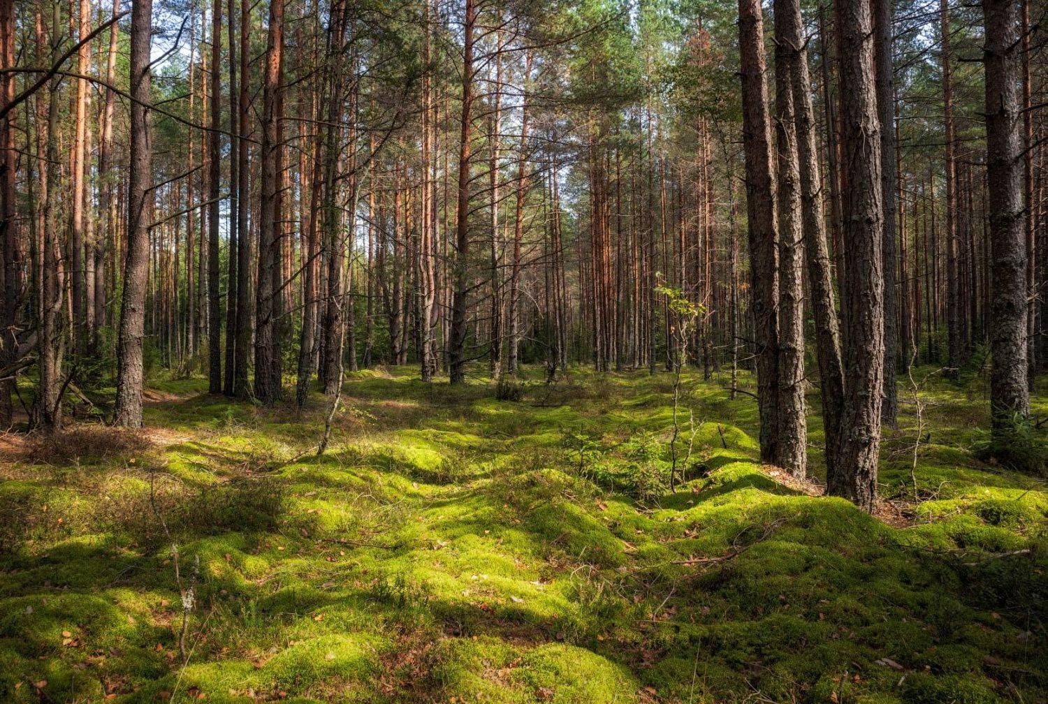 лето, осень, мох,, Сергей Шабуневич