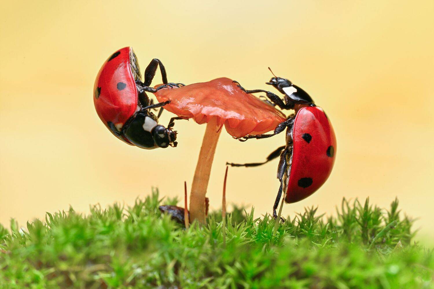 ceclii, macro, Ganev Tsvetan