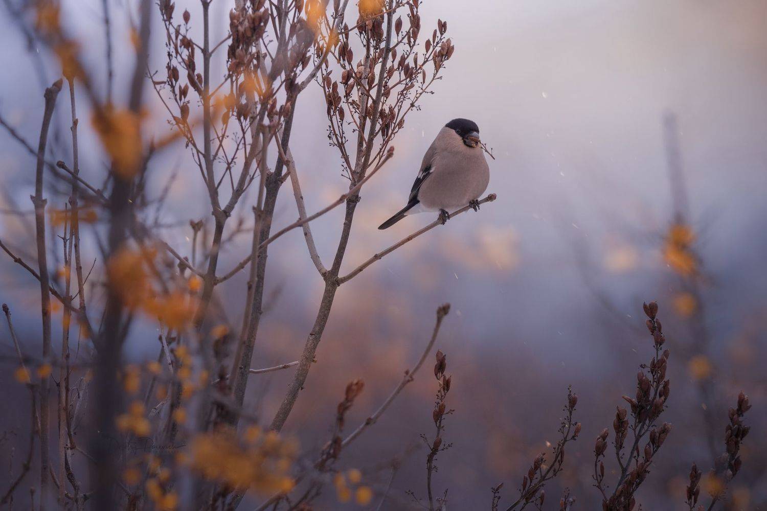 природа, лес, поля, огороды, животные, птицы, макро, Посевич Дмитрий