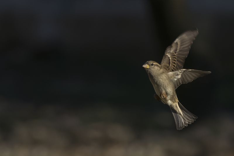 Воробей фото превью