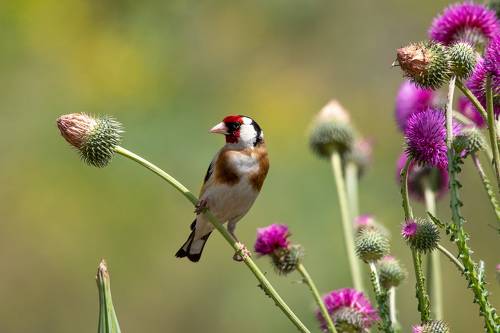European goldfinch
