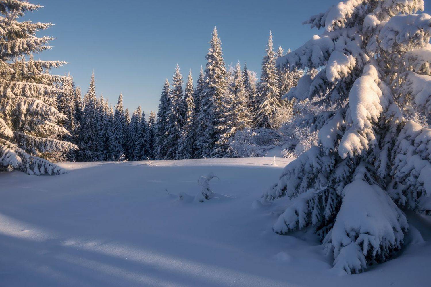 зима мороз лес, Архипкин Александр