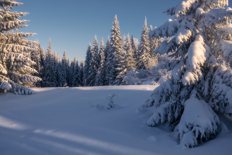 зима мороз лес Вятская зимушка...) фото превью