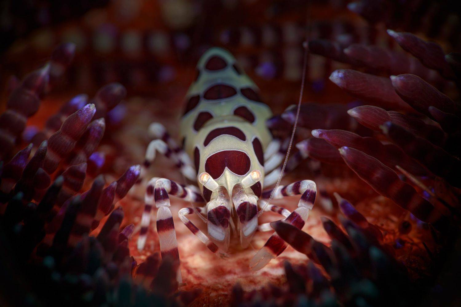 , Савин Андрей