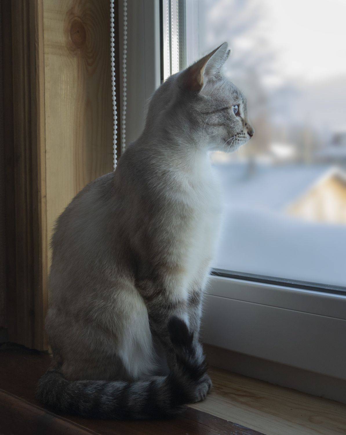 , Ольга Бонина