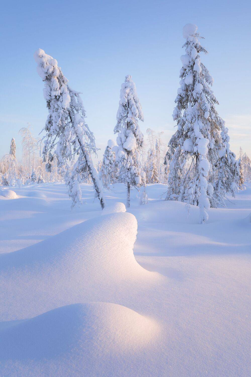 пейзаж, зима, снег, тайга, лес, деревья, landscape, woodland, winter, taiga, snow, рассвет, мороз, утро, коми, sunrise, morning, frozen, komi, Чаланов Иван