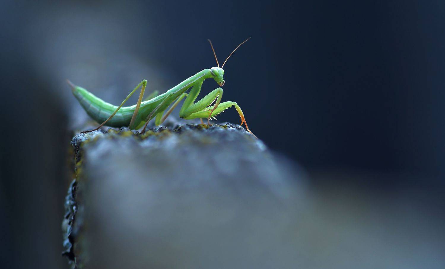 , Макеев Алексей