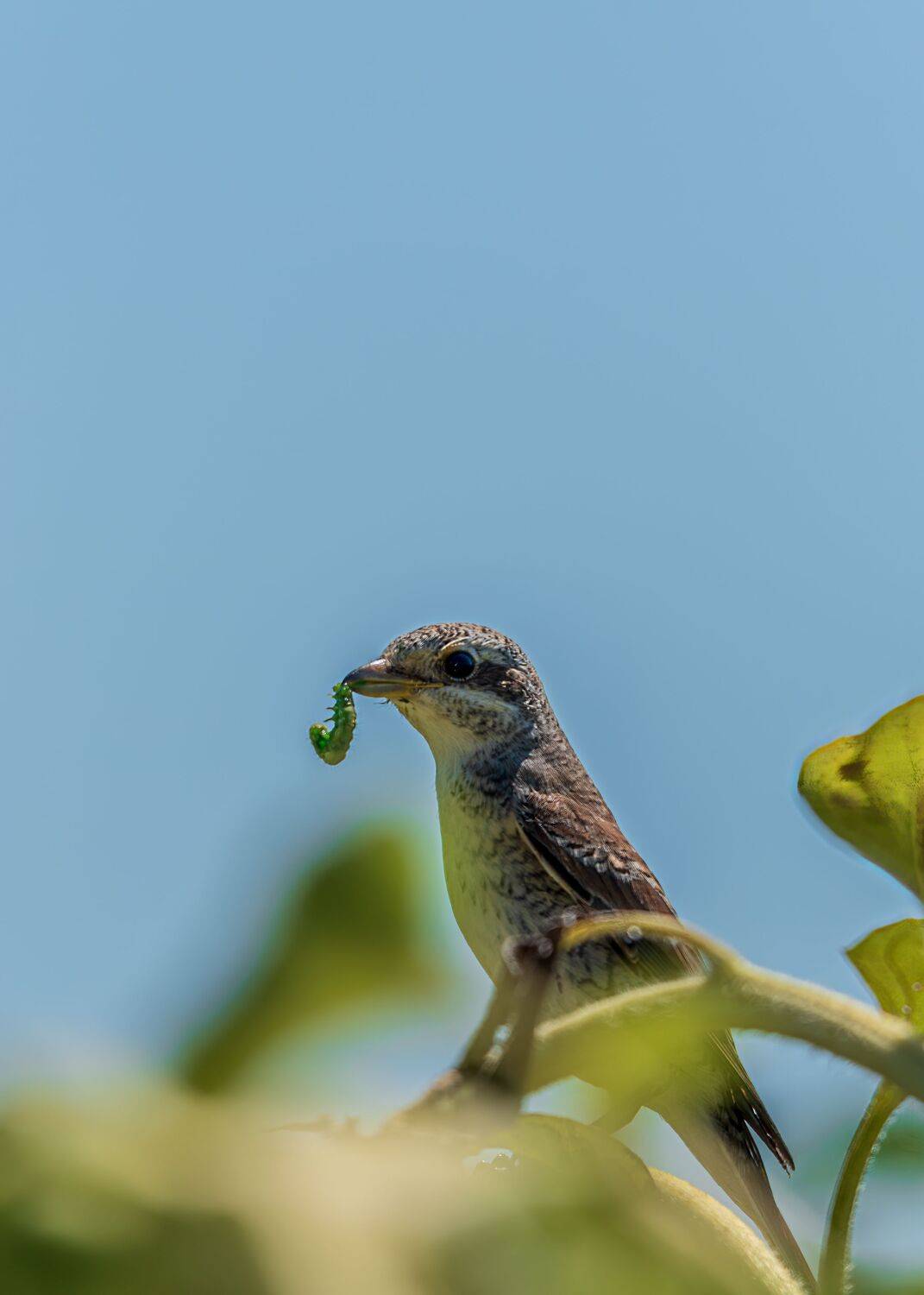 сорокопут-, жулан, Алексей Рыльский