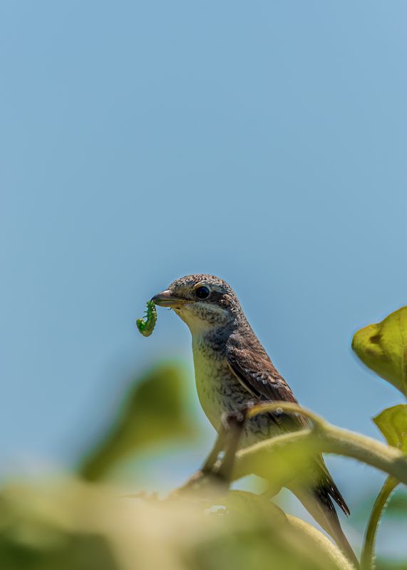 С добычей фото превью